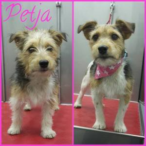 15056405_1230438757016743_5094050958902824463_n