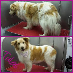 15095023_1230438150350137_3201666218268332107_n