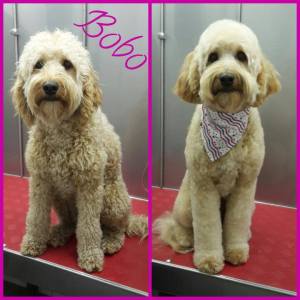 15726416_1283740631686555_7295657197837150980_n