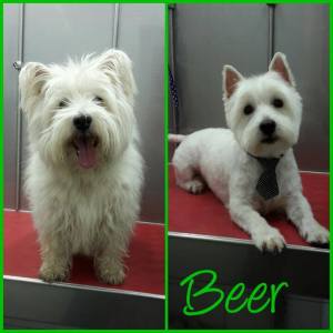 15727209_1283742648353020_7036930144121956695_n