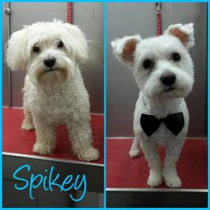 15727230_1283742151686403_5916499751036397413_n