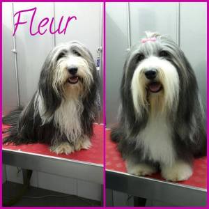 15780700_1283742425019709_3595249027839792860_n