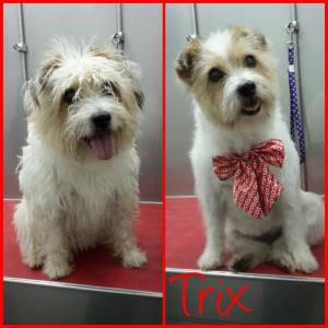 15781470_1283742485019703_6150130508137756676_n