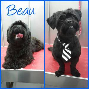 15823255_1283740981686520_7452920595079062792_n