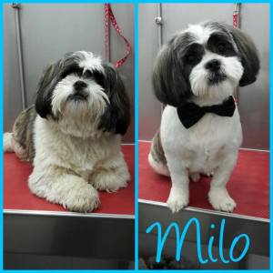 15826276_1283740658353219_8689307201029948148_n