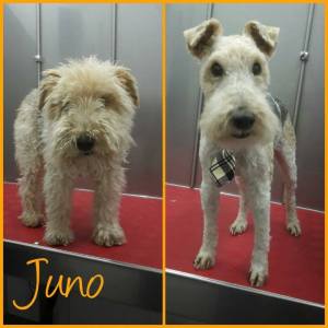 16681592_1333462120047739_7869437737376979086_n