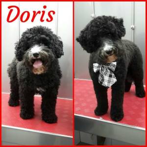 16683906_1333462100047741_4809626601525253781_n