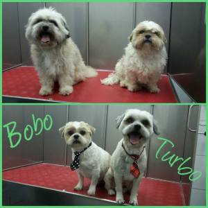 16807413_1333461876714430_6576118114013048467_n