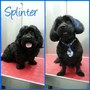 16831205_1333462036714414_1909626437104826698_n