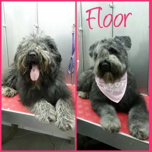 16832328_1333461710047780_5720250962698285422_n