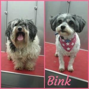 16864301_1333462846714333_2102444604869973258_n