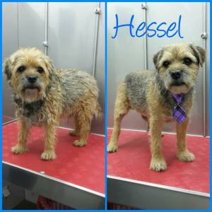 16864717_1333461836714434_2321969660860974436_n