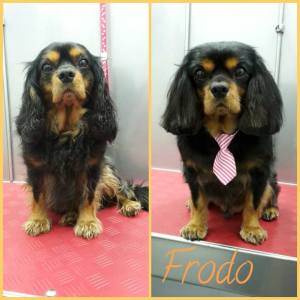 16864902_1333462013381083_2395297387251212140_n